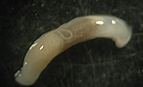 Представитель Семейства Smeagolidae